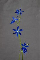 Tecophilaea violiflora